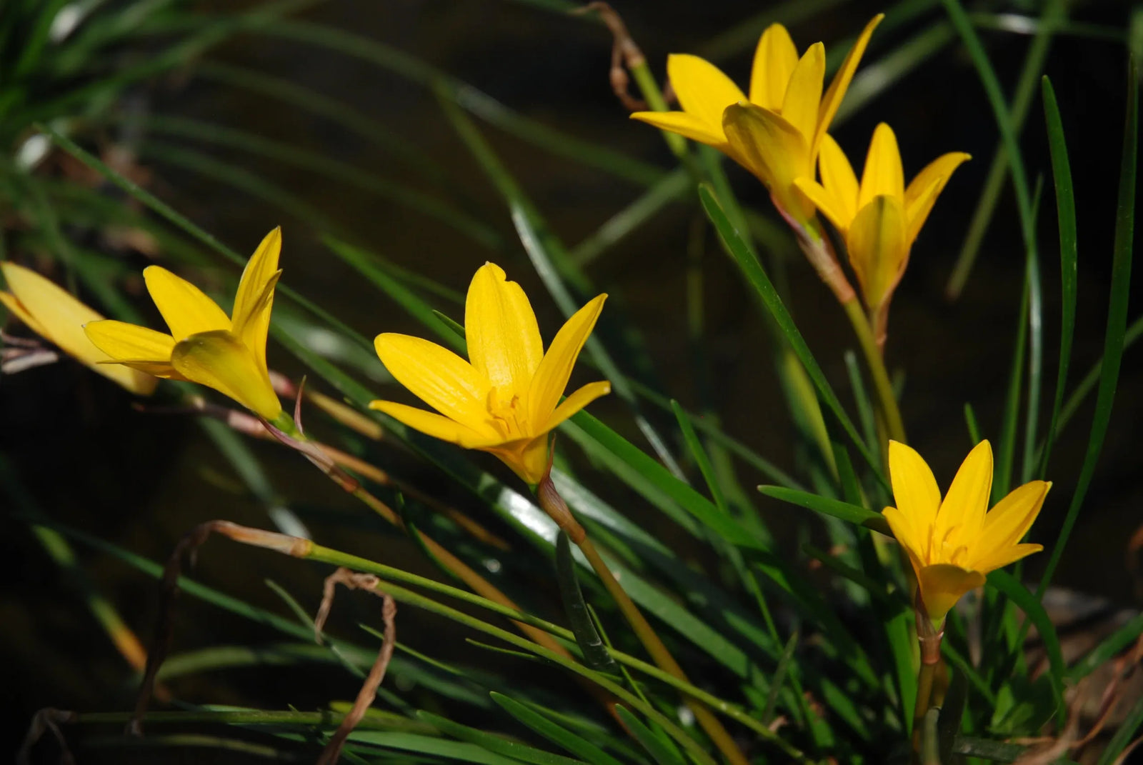 Rain Lily (Zephyranthes flavissima) - Ladybird Nursery