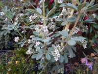 Downy Zieria (Zieria cytisoides) - Ladybird Nursery