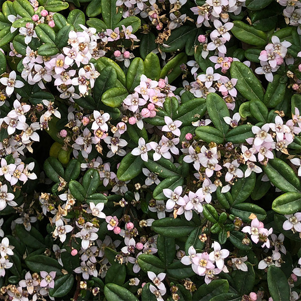 Carpet Star (Zieria prostrata)