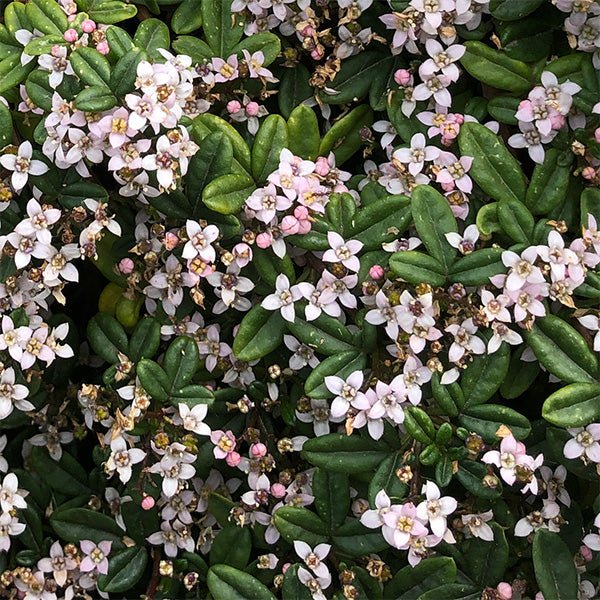 Carpet Star (Zieria prostrata) - Ladybird Nursery
