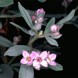 Downy Zieria (Zieria cytisoides)
