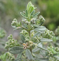 Downy Zieria (Zieria cytisoides)