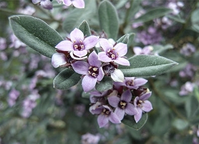 Downy Zieria (Zieria cytisoides)