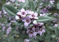 Downy Zieria (Zieria cytisoides)