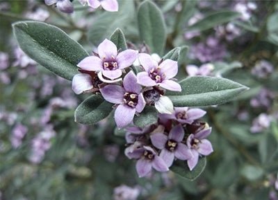 Downy Zieria (Zieria cytisoides) - Ladybird Nursery