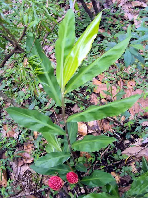 Shampoo Ginger Green (Zingiber zerumbet) - Ladybird Nursery