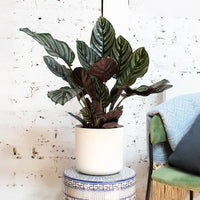Prayer Plant (Calathea Julia)