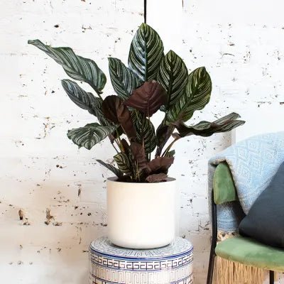 Prayer Plant (Calathea Julia) - Ladybird Nursery
