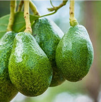 Avocado Zutano Seedling - Ladybird Nursery