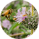 Bird & Bee Attracting