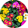 Flowering Plants