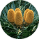 Rare Plants