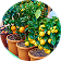 Dwarf Fruit Trees