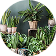 Indoor Plants