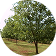 Nut Trees