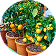 Dwarf Fruit Trees