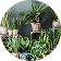 Indoor Plants