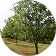 Nut Trees