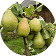 Fruit Trees & Edibles