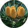 Rare Plants