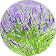 Medicinal Plants