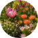 Proteas